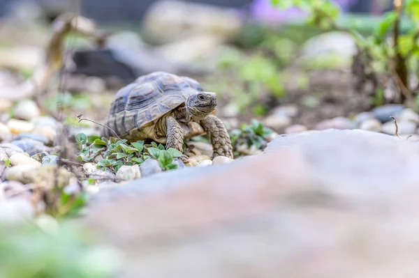 Sköldpadda Testudo Marginata europeiska landsköldpadda närbild vilda djur — Stockfoto