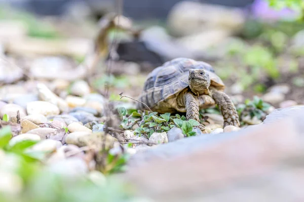 Sköldpadda Testudo Marginata europeiska landsköldpadda närbild vilda djur — Stockfoto