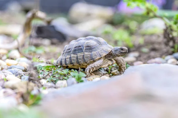 Sköldpadda Testudo Marginata europeiska landsköldpadda närbild vilda djur — Stockfoto