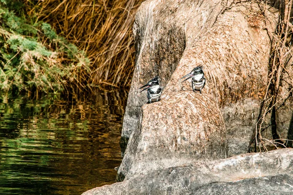 Imagem de Pied King Fisher Pássaro de pé calmamente nas margens do rio Nilo em Aswan Egito — Fotografia de Stock