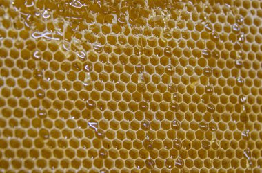 Parlak sarı bal tarağı tatlı bal peteği damlaları hasat sırasında akar bal arısı teması