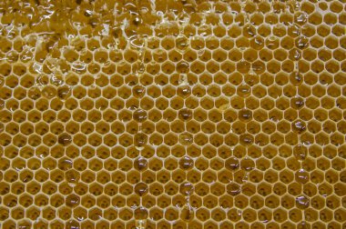 Parlak sarı bal tarağı tatlı bal peteği damlaları hasat sırasında akar bal arısı teması