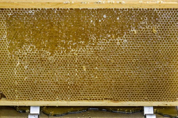 Glossy yellow golden honey comb sweet honeycomb drips flow during harvest background honeybee theme — Stock Photo, Image