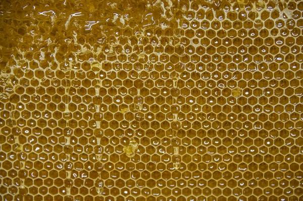 Glossy yellow golden honey comb sweet honeycomb drips flow during harvest background honeybee theme — Stock Photo, Image