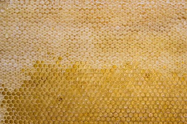 Glanzend geel gouden honing kam zoete honingraat druipt stromen tijdens de oogst achtergrond honingbij thema — Stockfoto