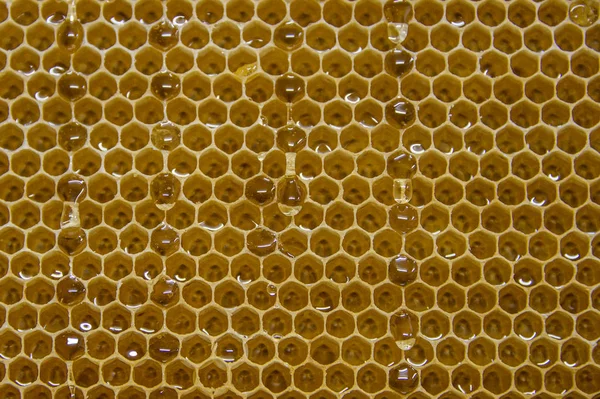Brilhante amarelo dourado mel pente doce favo de mel gotas fluxo durante a colheita fundo abelha tema Imagens Royalty-Free
