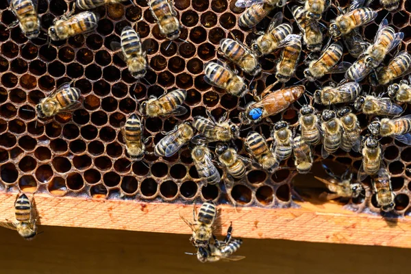 Blaue Markierung Bienenkönigin Arbeitsbienen Bienenstock Wachs Rahmen Imkerei — Stockfoto