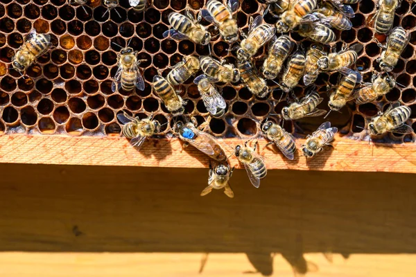 ブルーマーククイーンミツバチ働くミツバチミツバチミツバチワックスフレーム養蜂 — ストック写真