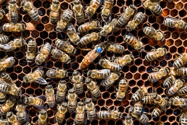 Abelha rainha de marca azul trabalhando abelhas mel colmeia cera moldura apicultura — Fotografia de Stock