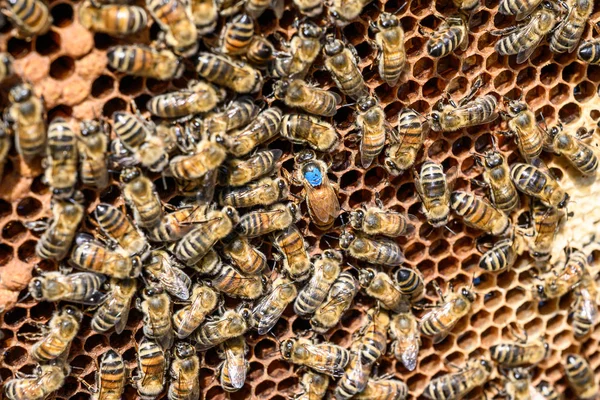 Azul marca reina abeja trabajo miel abejas colmena cera marco apicultura —  Fotos de Stock