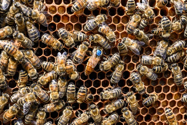 Blå mark Queen Bee arbetar Honey Bees bikupa Wax Frame biodling — Stockfoto