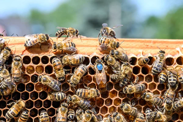 Niebieski znak królowa Pszczoła pracy miód pszczoły Beehive Wax rama Pszczelarstwo — Zdjęcie stockowe
