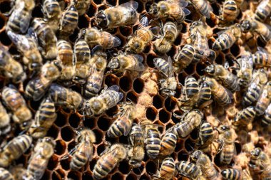 apiary Bal arı seçici odak petek üzerinde arıların yakın çekim