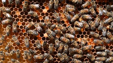 apiary Bal arı seçici odak petek üzerinde arıların yakın çekim
