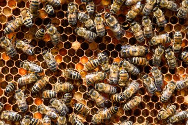 apiary Bal arı seçici odak petek üzerinde arıların yakın çekim