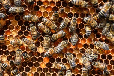 apiary Bal arı seçici odak petek üzerinde arıların yakın çekim