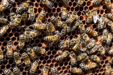 apiary Bal arı seçici odak petek üzerinde arıların yakın çekim
