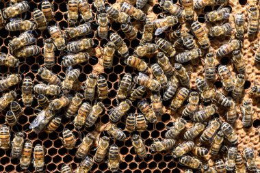 apiary Bal arı seçici odak petek üzerinde arıların yakın çekim