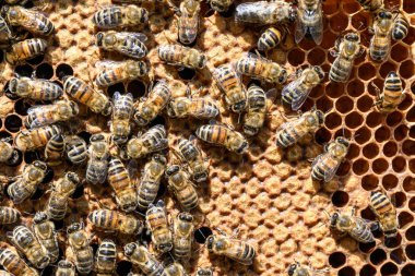 apiary Bal arı seçici odak petek üzerinde arıların yakın çekim