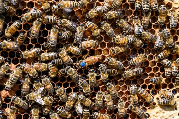 Blaue Markierung Bienenkönigin Arbeitsbienen Bienenstock Wachs Rahmen Imkerei — Stockfoto