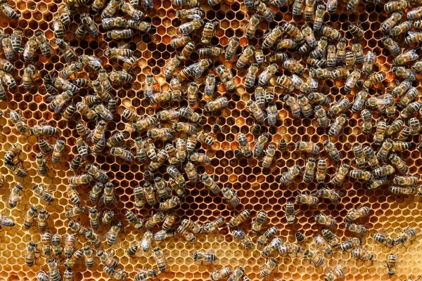 Närbild av bin på Honeycomb i bigården Honey Bee selektiv fokus — Stockfoto