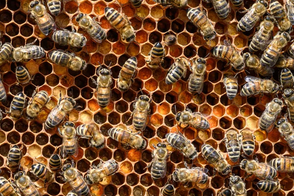 Primer plano de las abejas en panal de abeja en colmenar miel enfoque selectivo —  Fotos de Stock