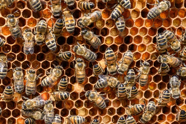 Primo piano delle api a nido d'ape in apiario Miele ape selettiva focus — Foto Stock