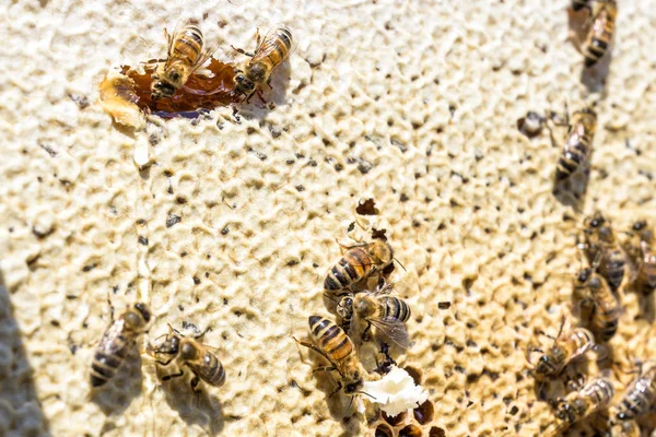 Closeup of bees on honeycomb in apiary Honey bee selective focus — Stock Photo, Image