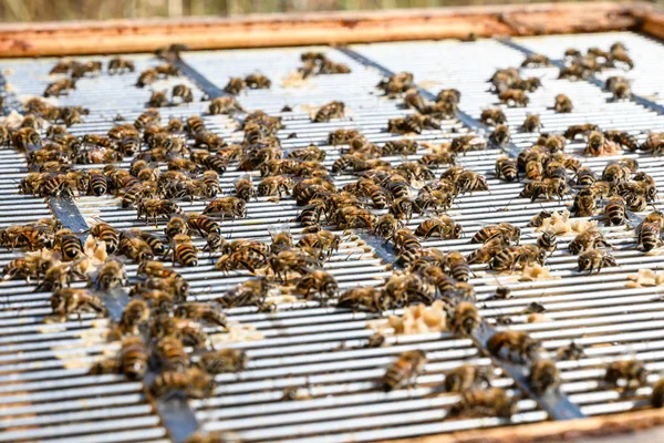 Pszczoły Hangin Around na szczycie a metalowa rama separator miodowy Pokój Ula — Zdjęcie stockowe