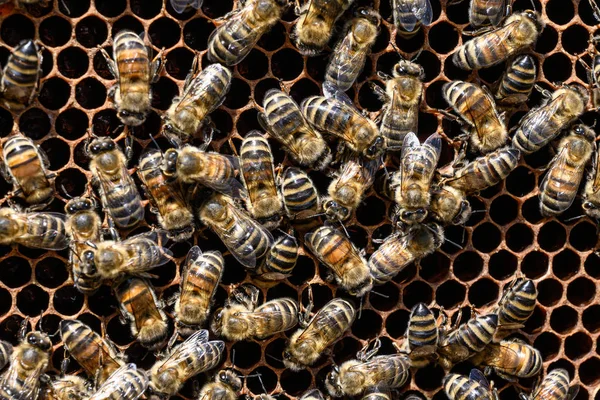 Primer plano de las abejas en panal de abeja en colmenar miel enfoque selectivo —  Fotos de Stock