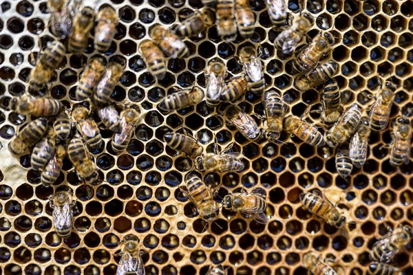 Närbild av bin på Honeycomb i bigården Honey Bee selektiv fokus — Stockfoto