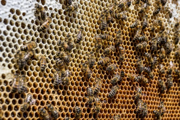 Primer plano de las abejas en panal de abeja en colmenar miel enfoque selectivo —  Fotos de Stock