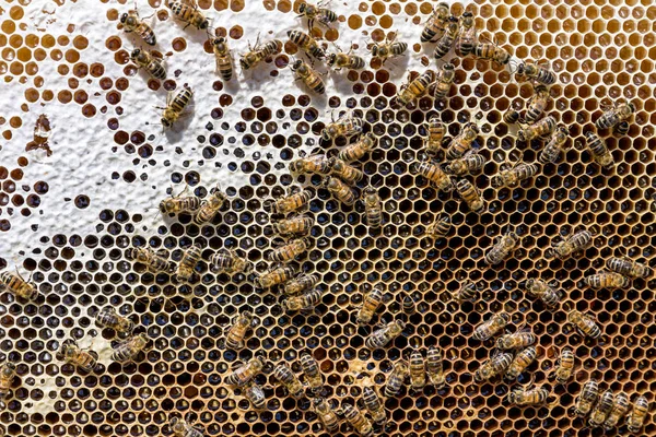 Primer plano de las abejas en panal de abeja en colmenar miel enfoque selectivo —  Fotos de Stock