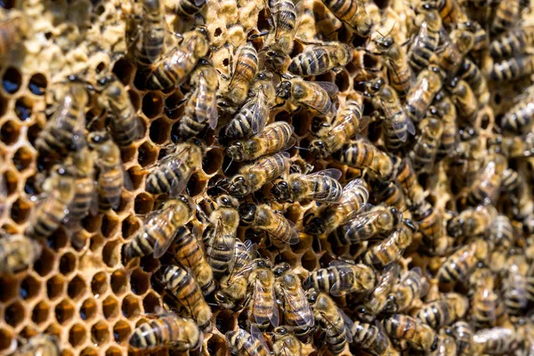 Närbild av bin på Honeycomb i bigården Honey Bee selektiv fokus — Stockfoto