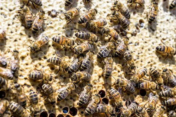 Primer plano de las abejas en panal de abeja en colmenar miel enfoque selectivo —  Fotos de Stock