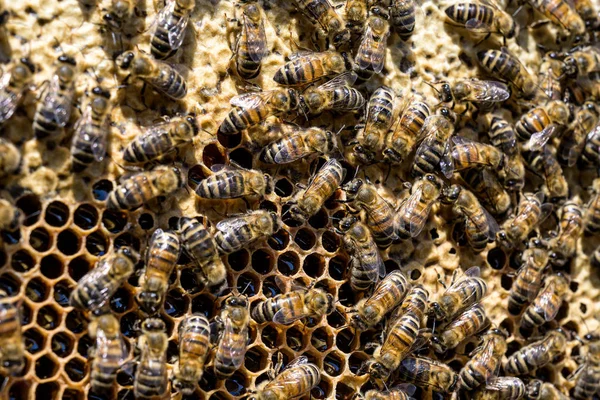 Närbild av bin på Honeycomb i bigården Honey Bee selektiv fokus — Stockfoto