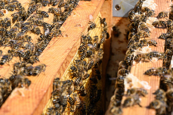 Outdoor beehive with honey bees, frames of the hive, top view