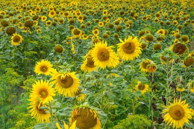 Yaz ayçiçeklerinin muhteşem panoramik manzarası