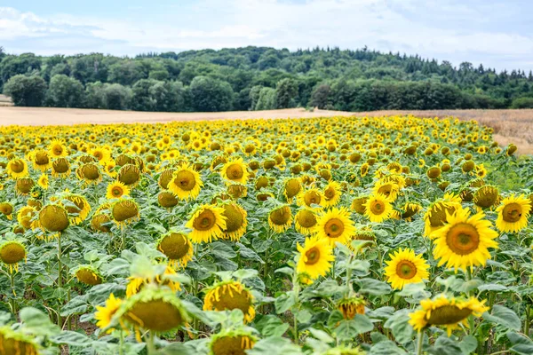 Wunderbare panoramische Ansicht Feld von Sonnenblumen im Sommer — Stockfoto