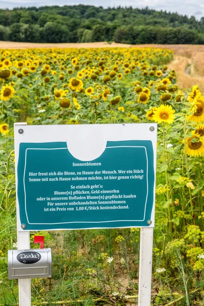 Solrosfält för sälja skylt som anger bevara naturen och själv skär ande solrosor för en euro — Stockfoto