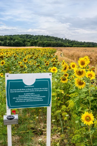 Sunflower field for sell sign stating preserve nature and self-cutting sunflowers for one euro — Stock Photo, Image