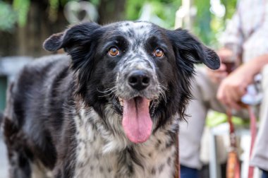 Bir çoban köpeğinin kafası ve yüzü. Melez, siyah beyaz kürk. Nefes alırken yakın plan.