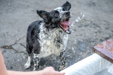 Bir çoban köpeğinin kafası ve yüzü. Karışık bir ırk. Siyah beyaz kürk.