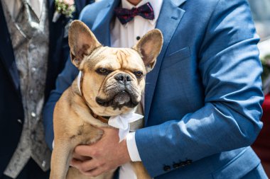 Kahverengi buldog, damadın elinde beyaz bantlı bir elbiseyle düğün sırasında kokluyor.