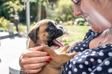 4 haftalık genç safkan köpek yavrusu Alman boksör köpeği kadın kolunda