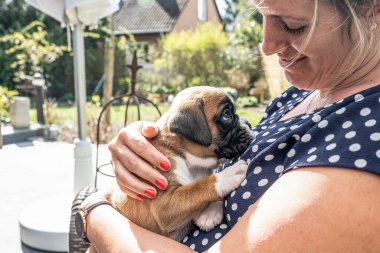 4 haftalık genç safkan köpek yavrusu Alman boksör köpeği kadın kolunda
