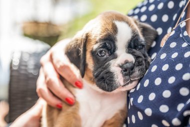 4 haftalık genç safkan köpek yavrusu Alman boksör köpeği kadın kolunda