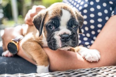 4 haftalık genç safkan köpek yavrusu Alman boksör köpeği kadın kolunda