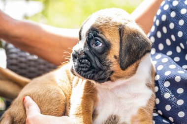 4 haftalık genç safkan köpek yavrusu Alman boksör