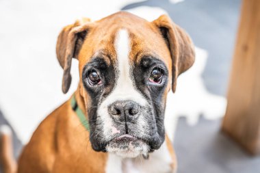 Genç safkan köpek yavrusu Alman boksör köpeği